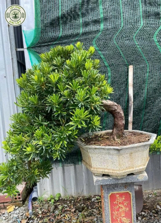 MẪU 2