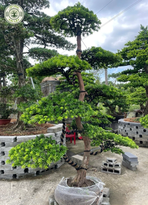 MẪU 4